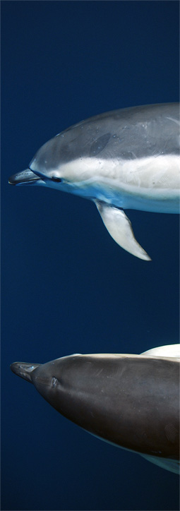 Dolphin spotting with Newquay Sea Safaris and Fishing - ahve the time of your life!