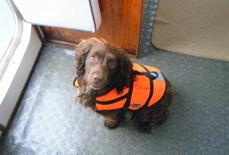cocoa-dog-on-atlantic-diver