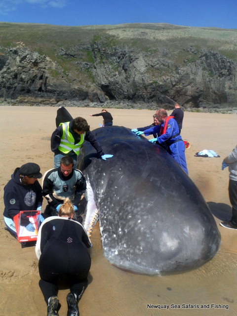 Rare Female Sperm Whale Live Stranded Perranporth